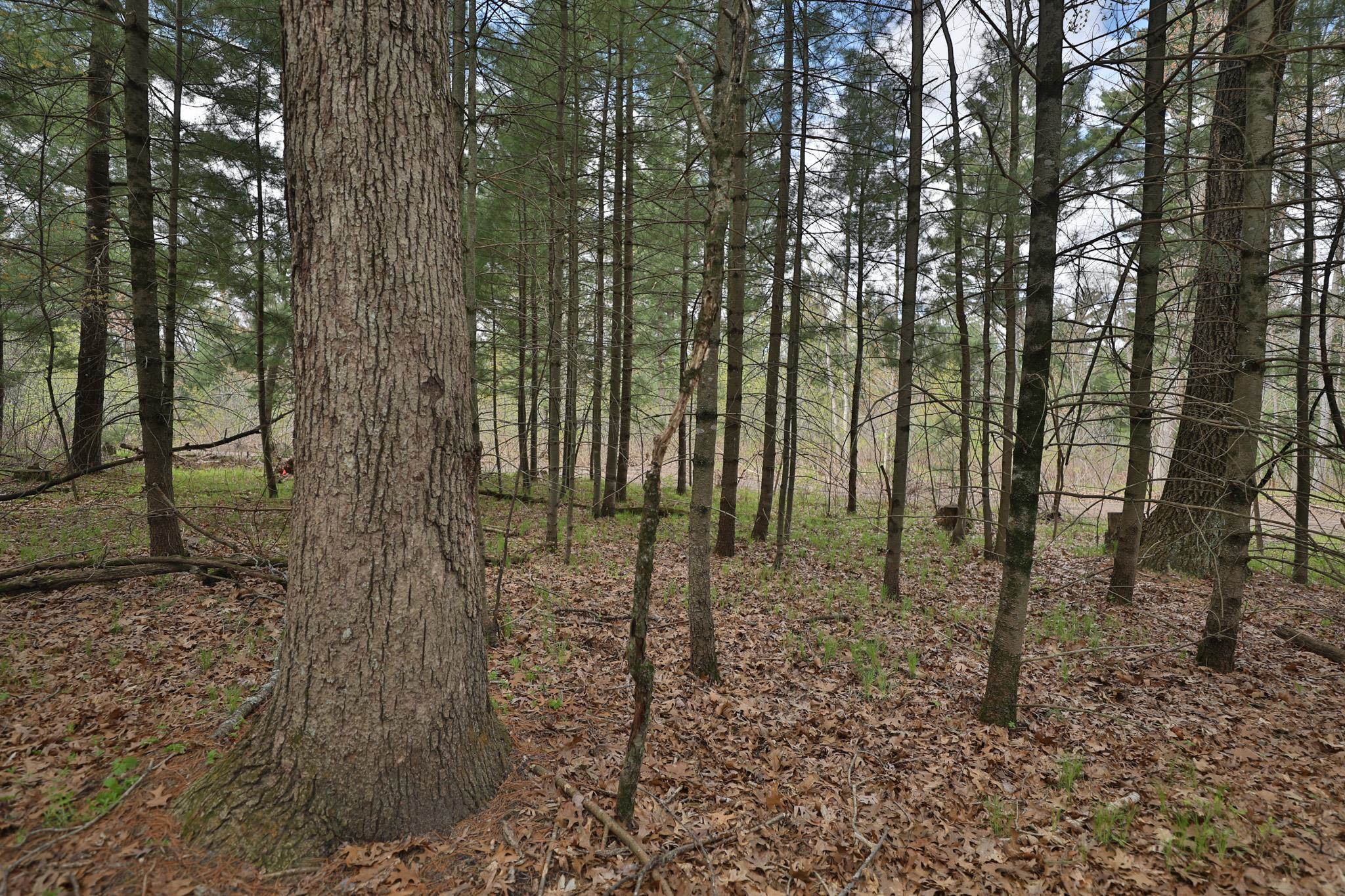 Lot 1 Grayling Avenue