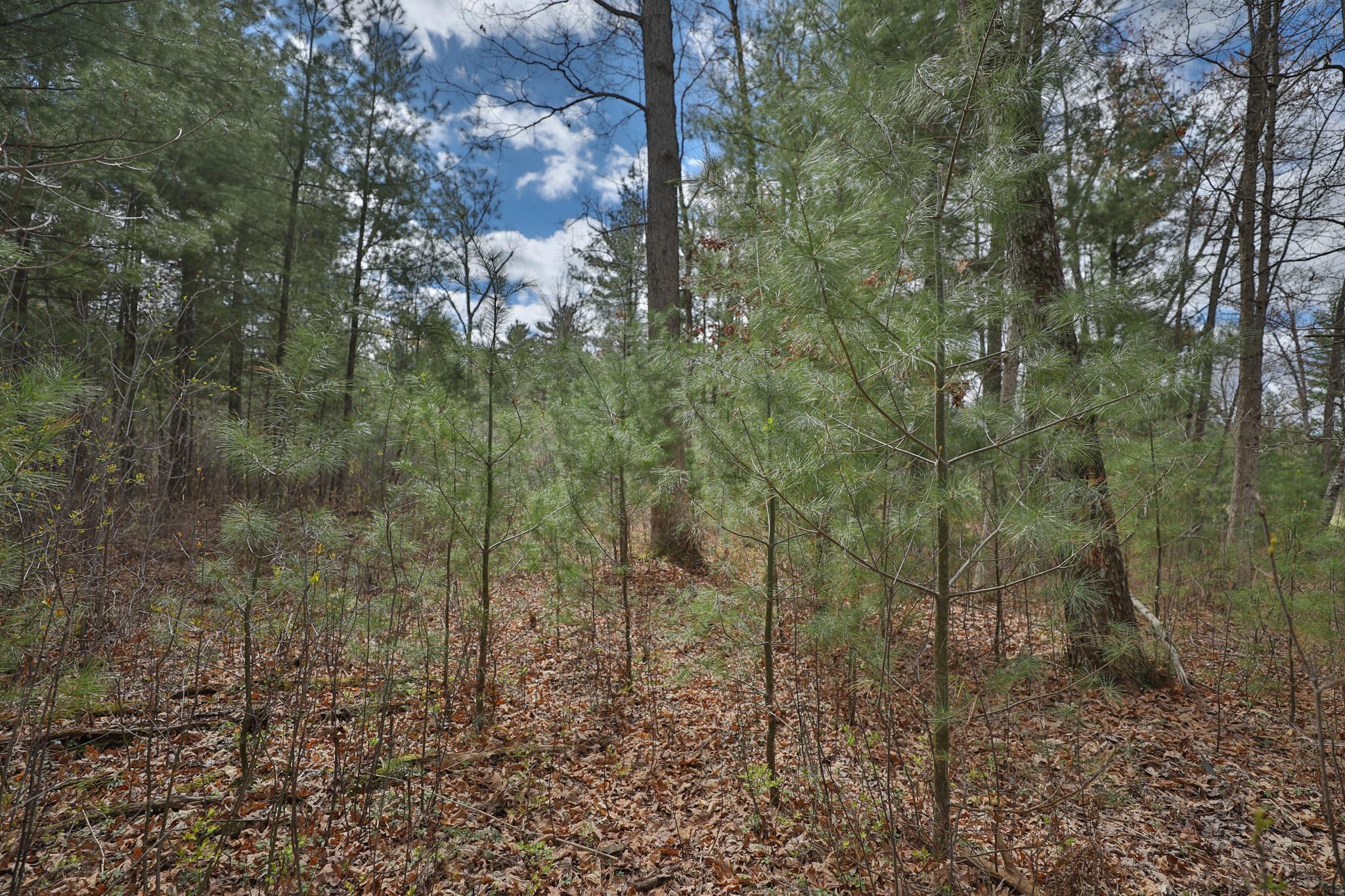 Lot 2 Grayling Avenue