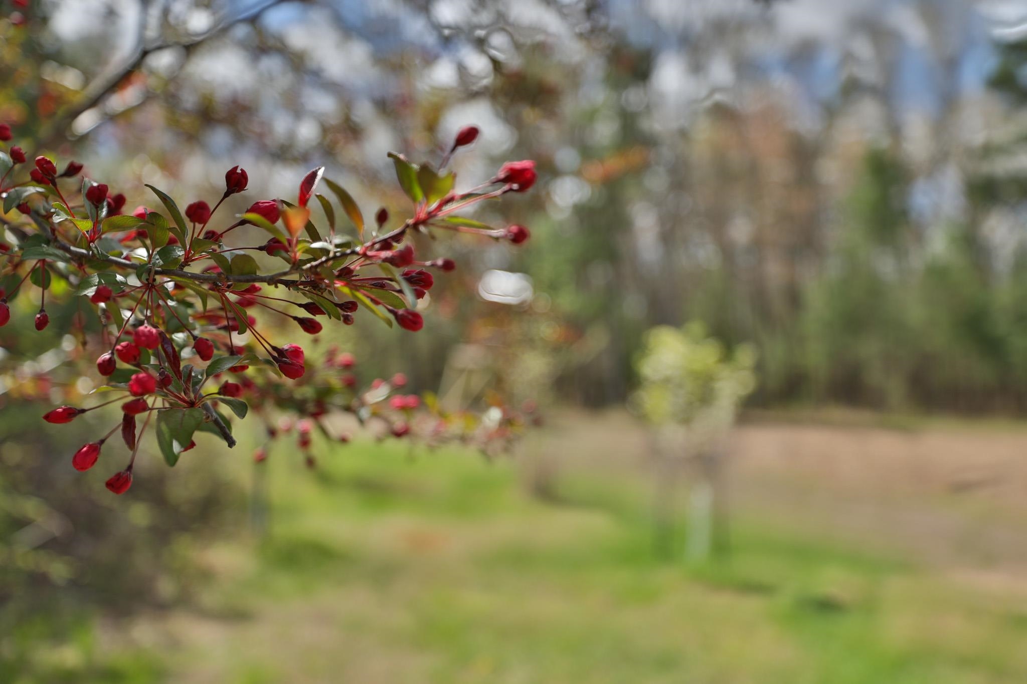 Lot 2 Grayling Avenue