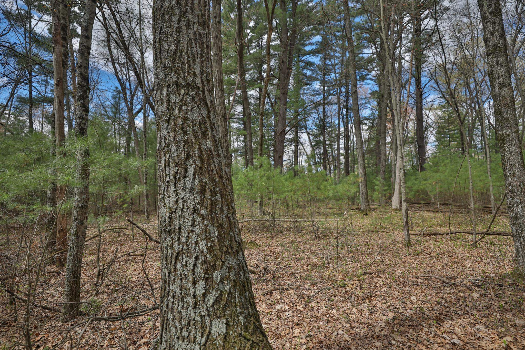 Lot 3 Grayling Avenue