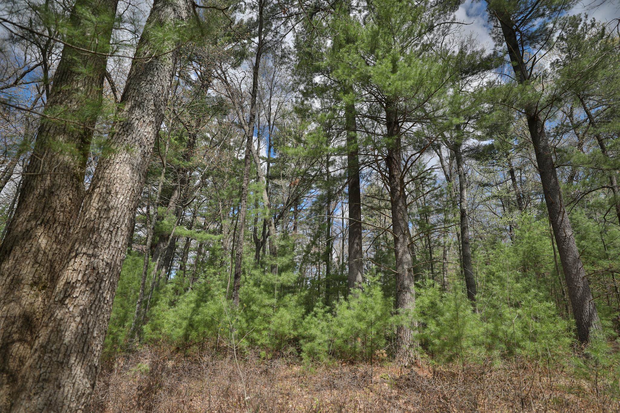 Lot 3 Grayling Avenue