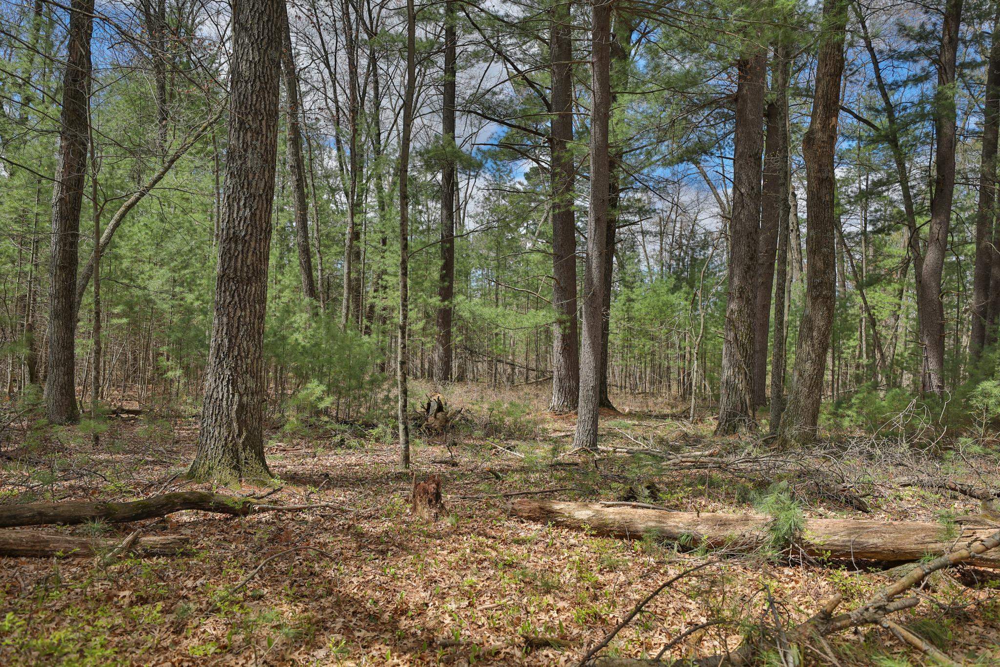 Lot 3 Grayling Avenue