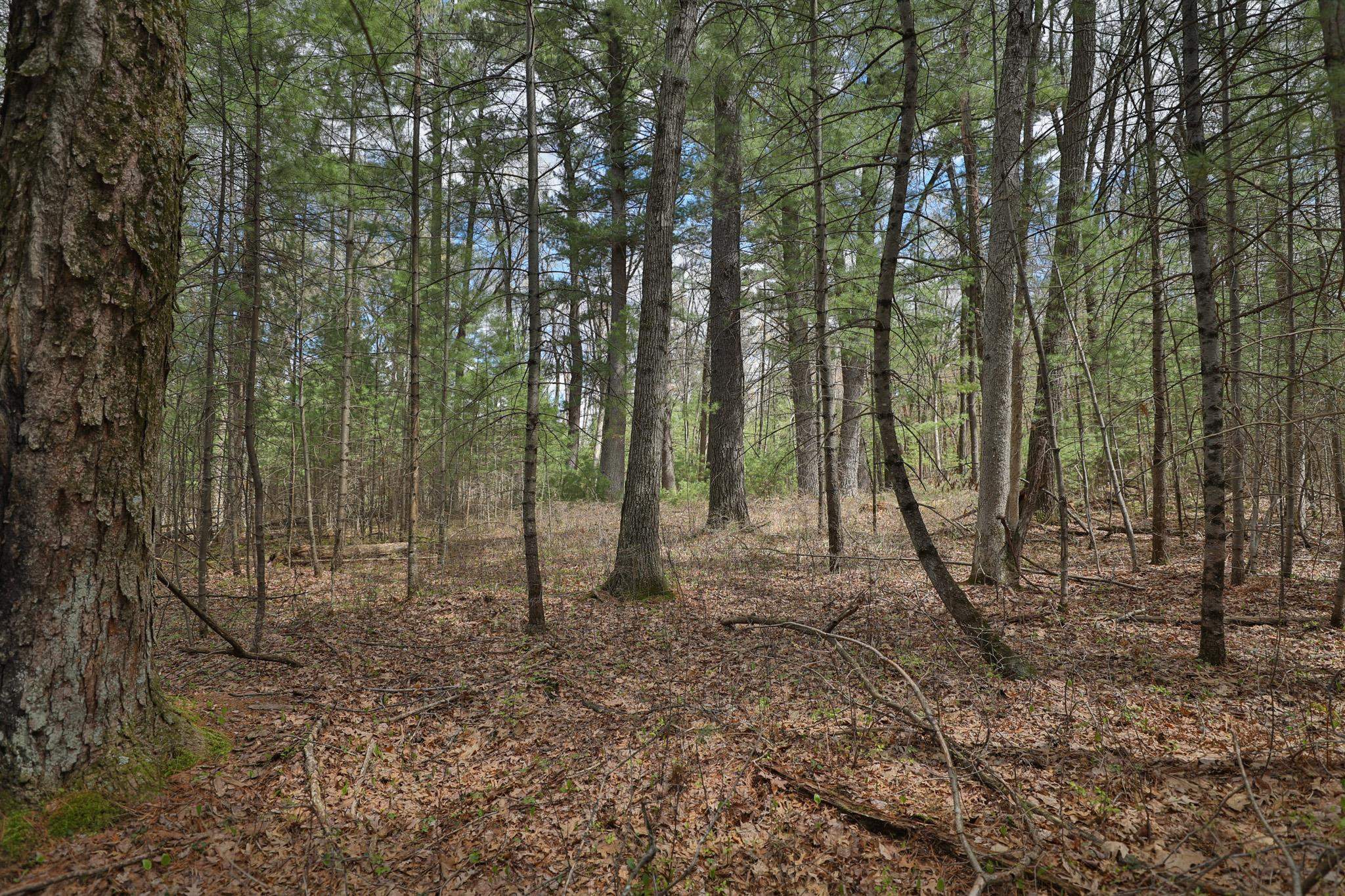 Lot 3 Grayling Avenue