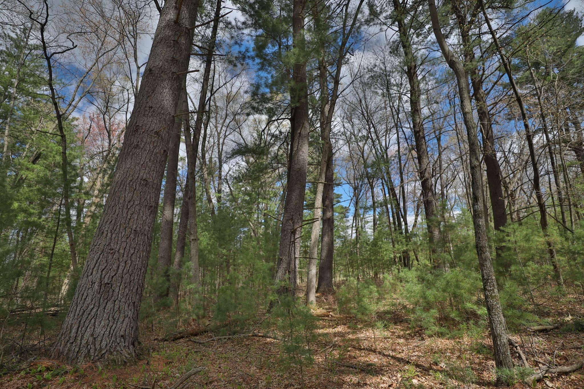Lot 3 Grayling Avenue