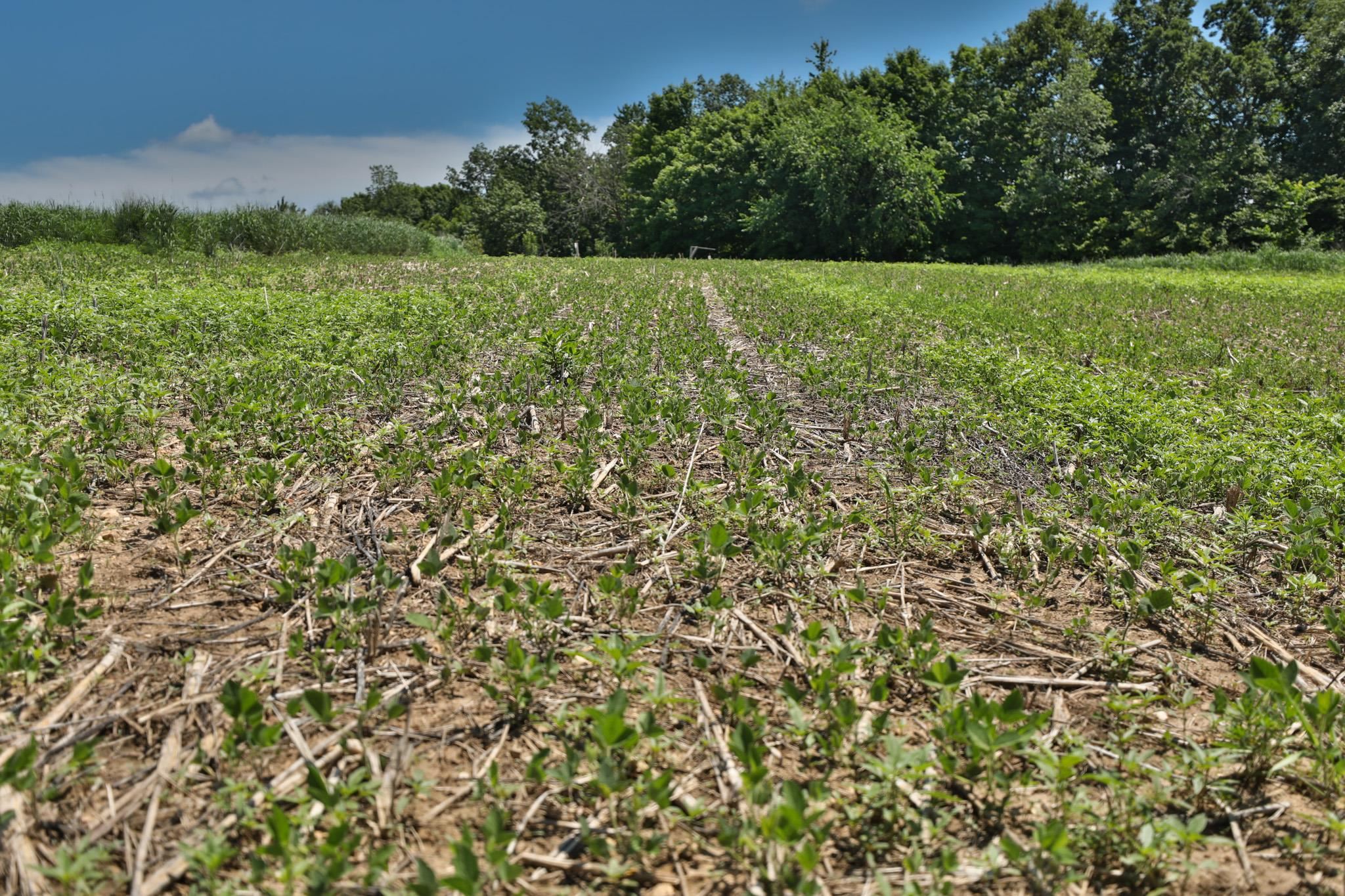 77.85 AC Pine Avenue