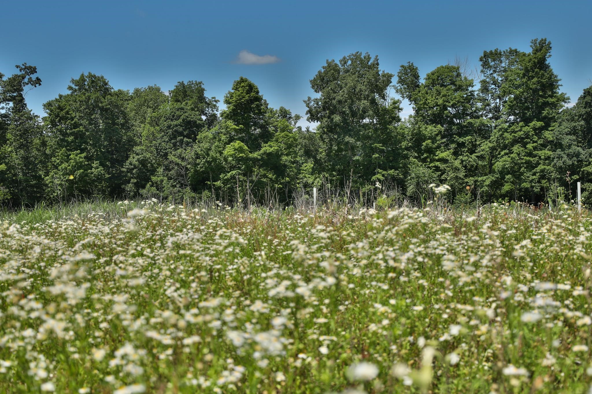 77.85 AC Pine Avenue