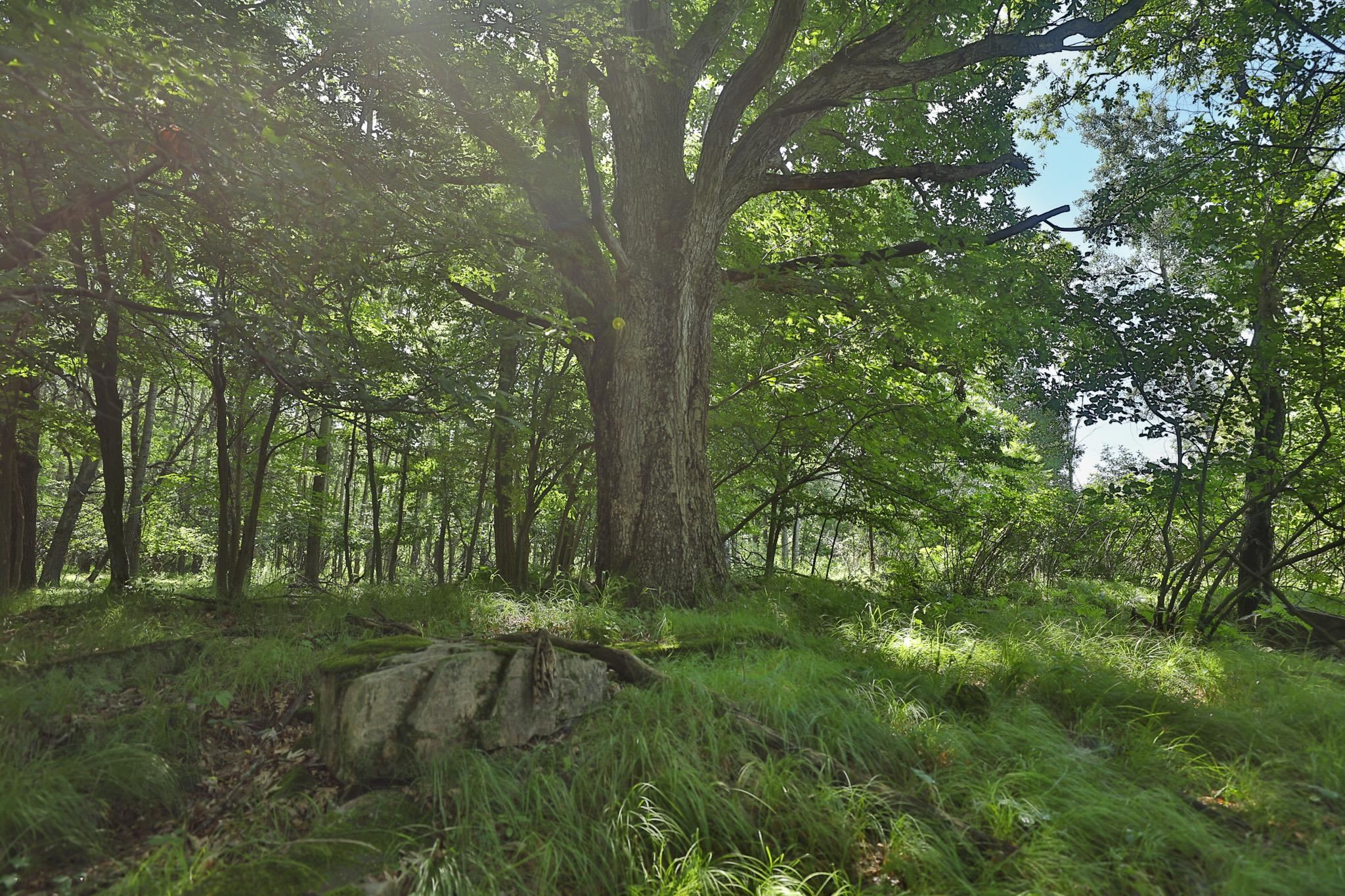 38.85 Ac County Road E