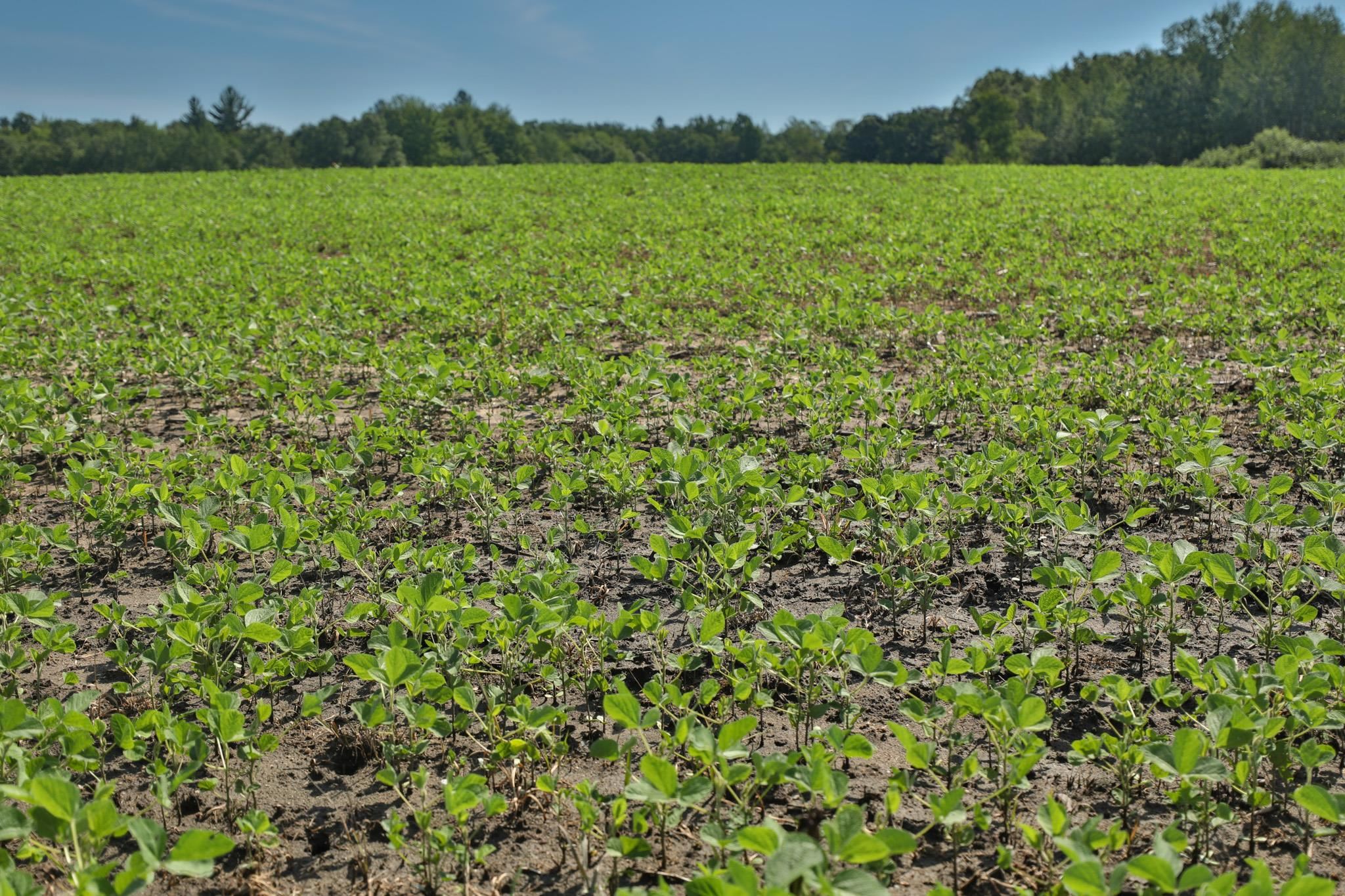 38.85 Ac County Road E