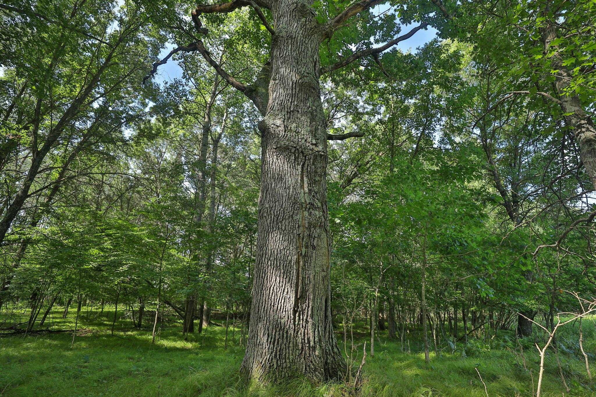 38.85 Ac County Road E
