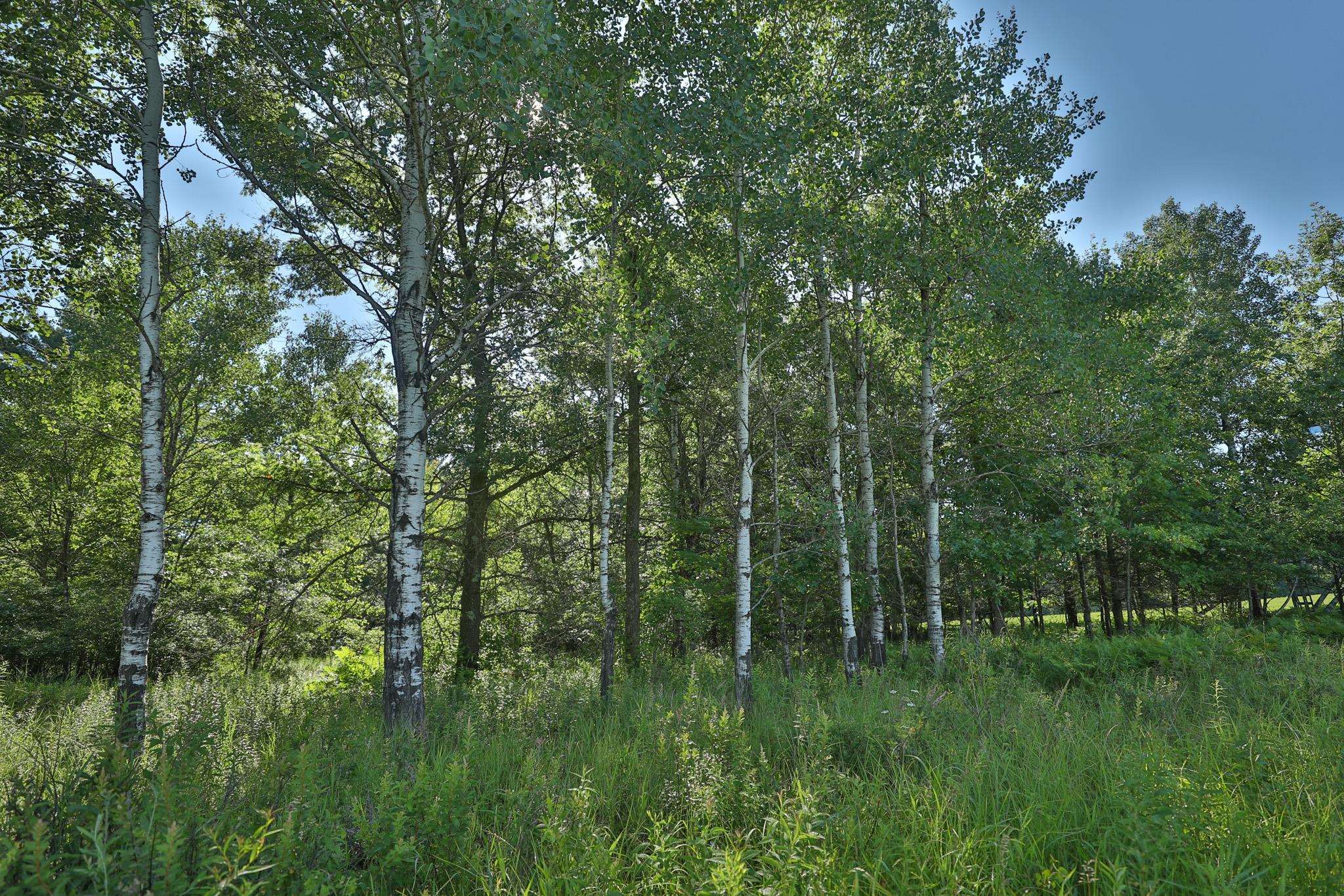 38.85 Ac County Road E