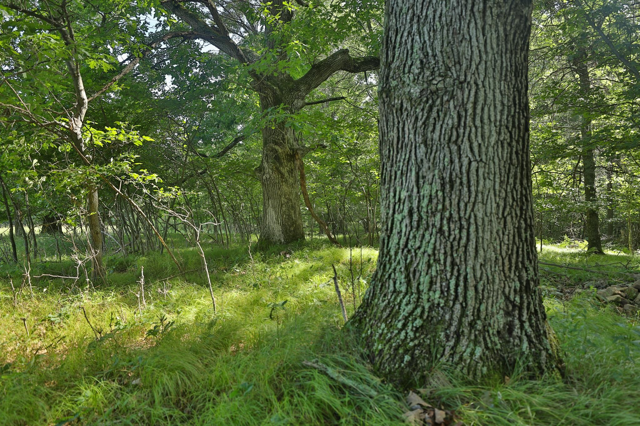 38.85 Ac County Road E