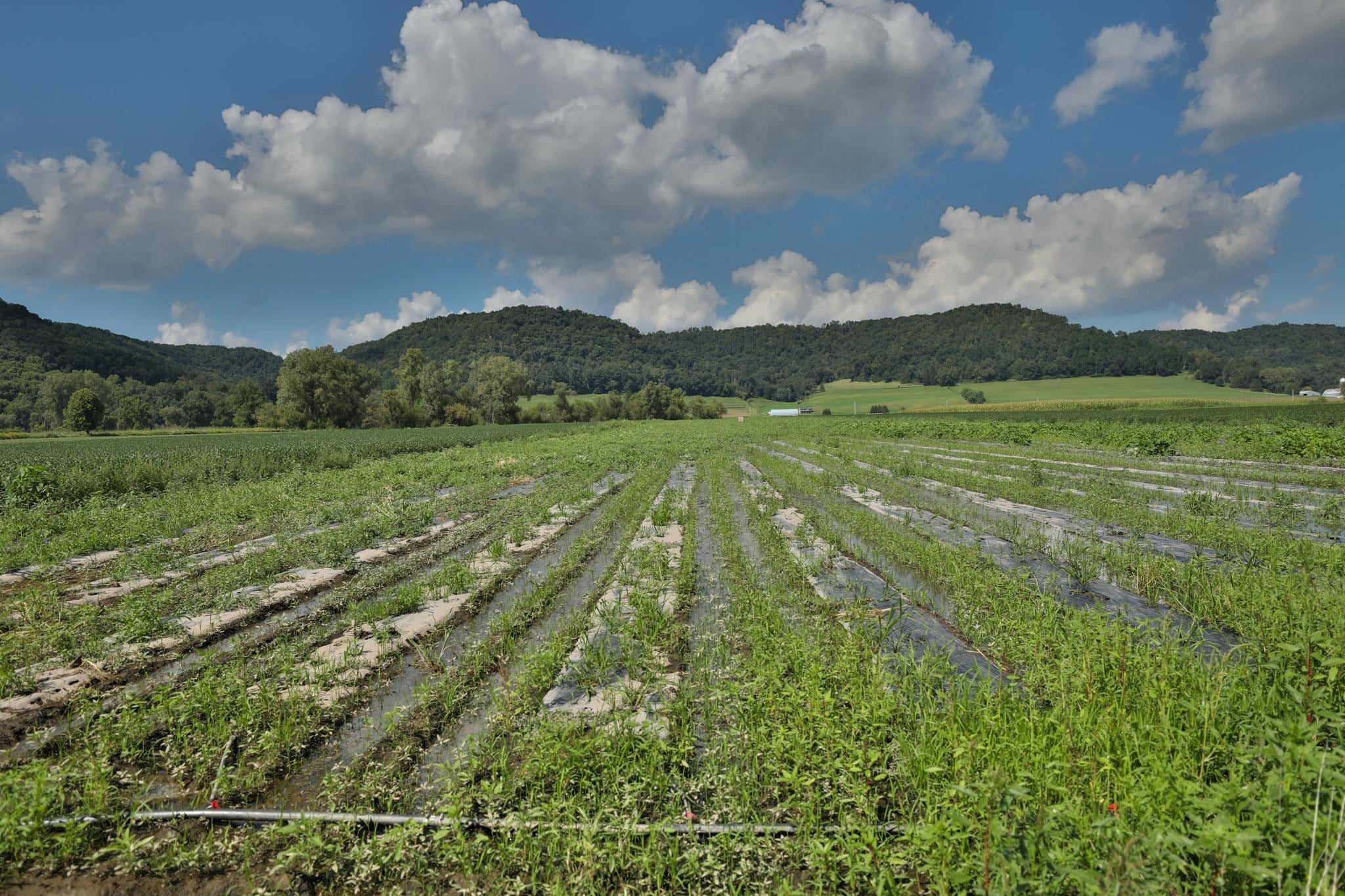 E5306 County Rd P