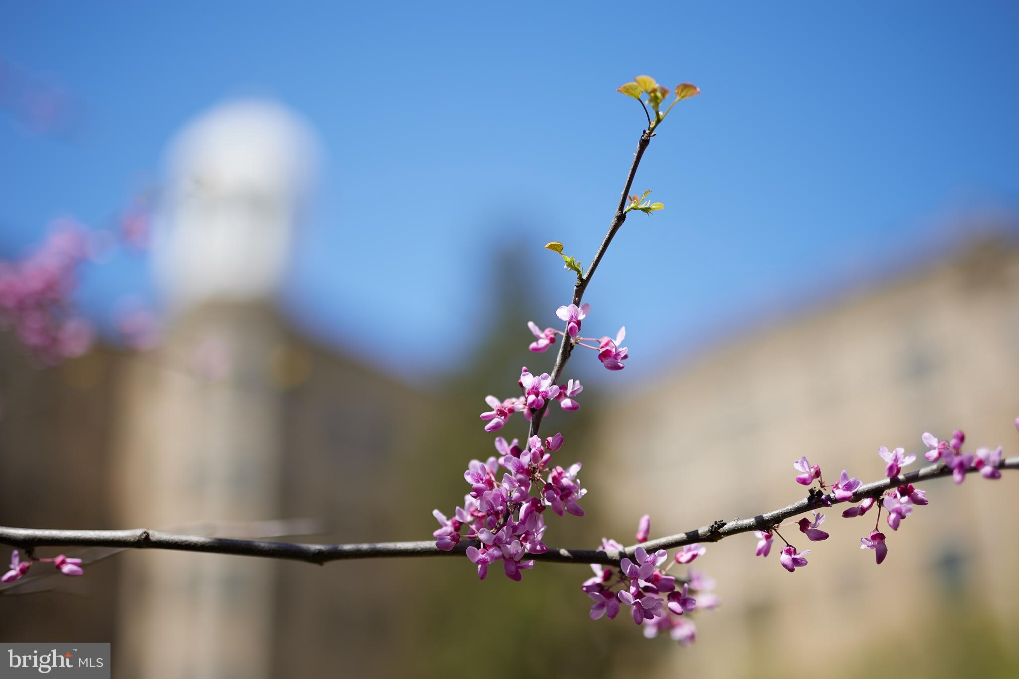 2853 Ontario Rd NW #508