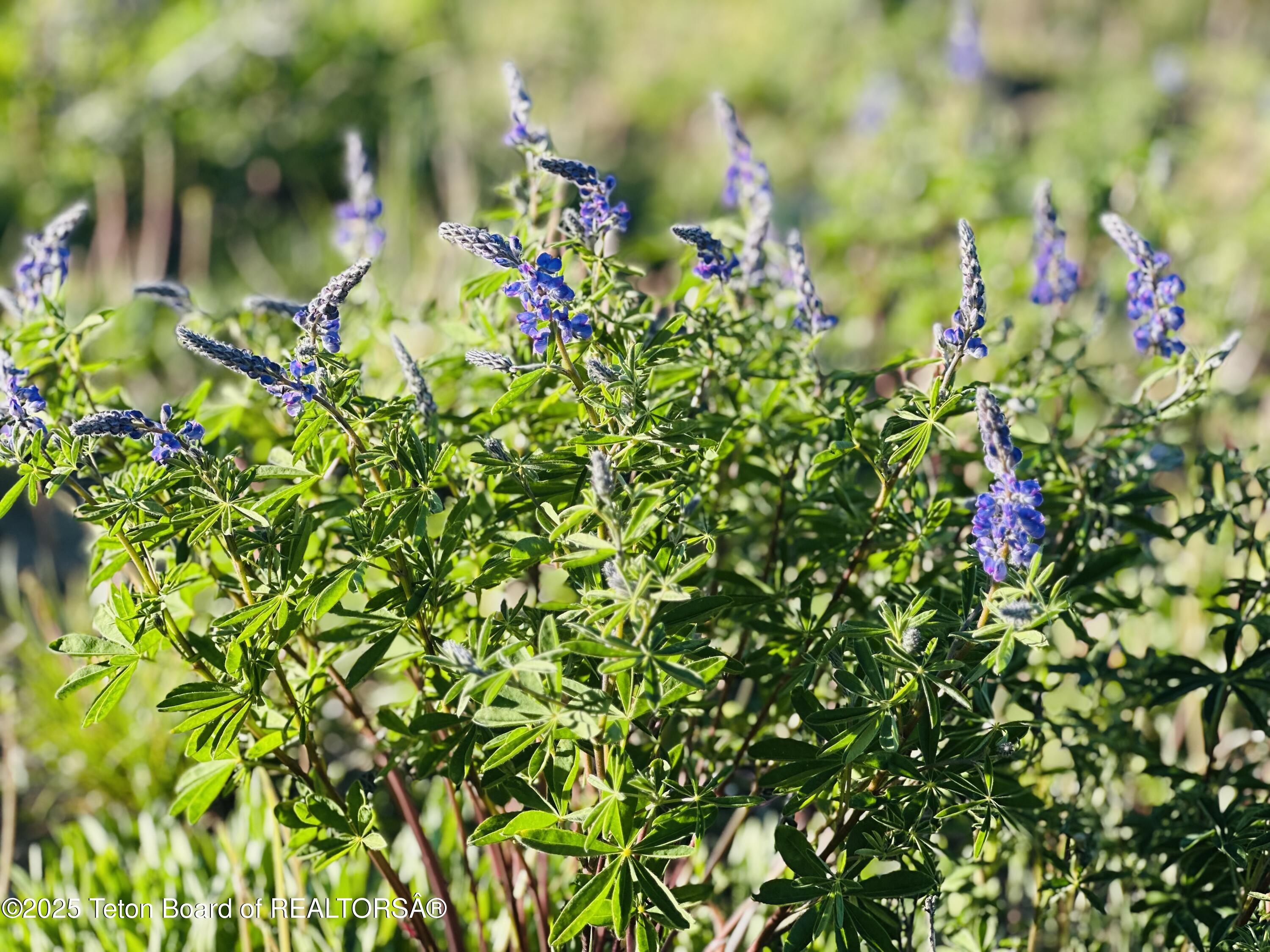 34 GROS VENTRE Drive