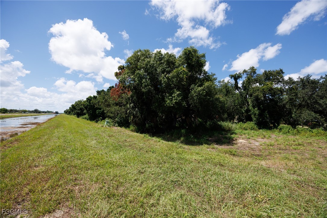 2745 Swamp Cabbage CT