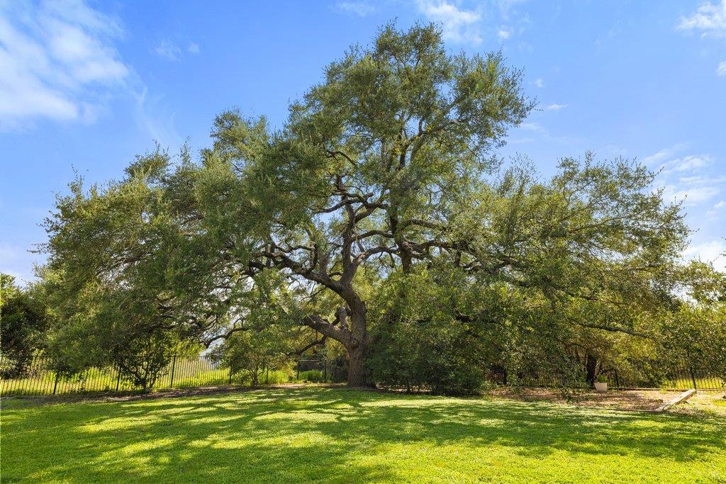 Under the Oaks in Driftwood