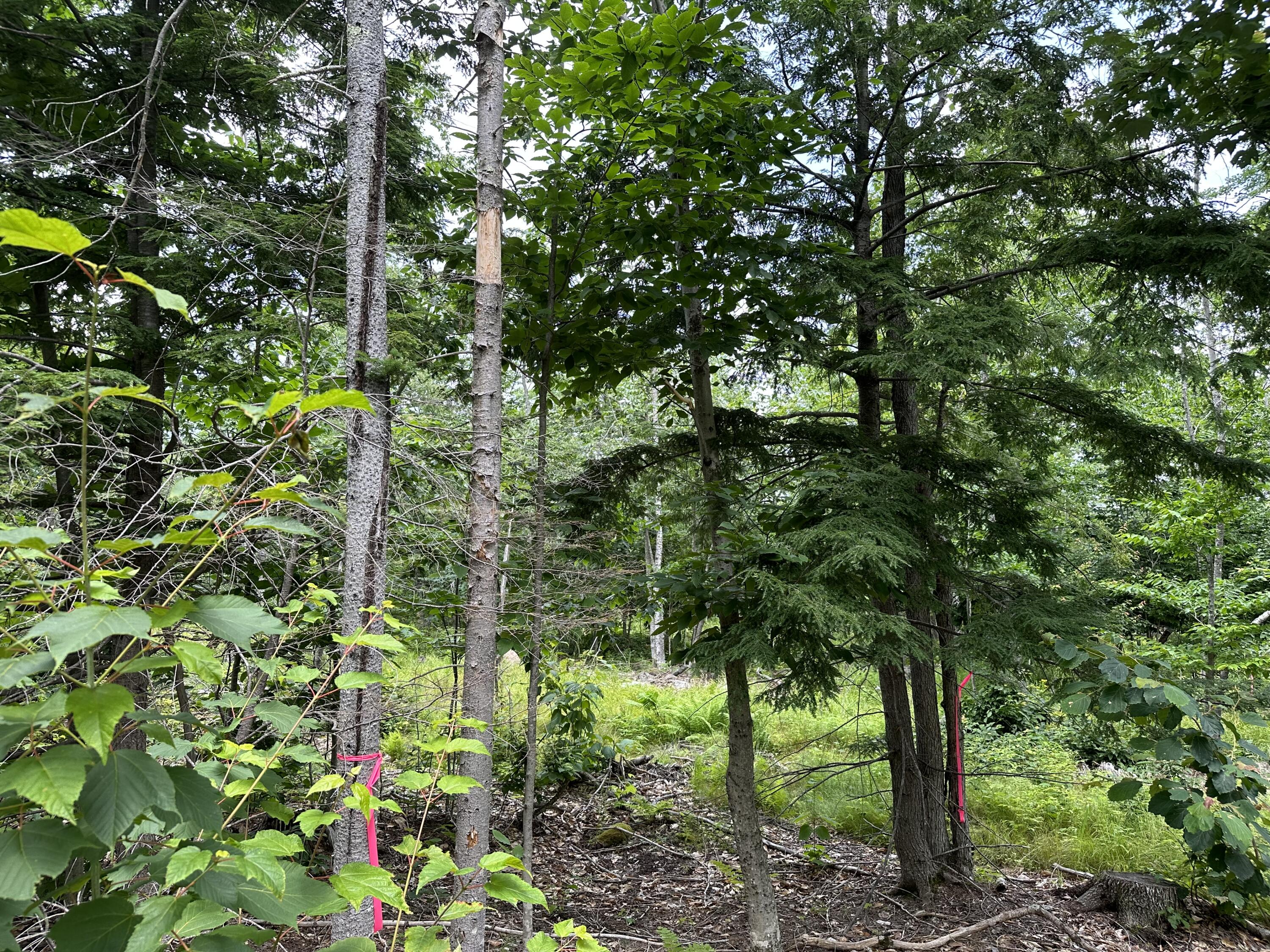 Lot 6-6 Hio Ridge Road