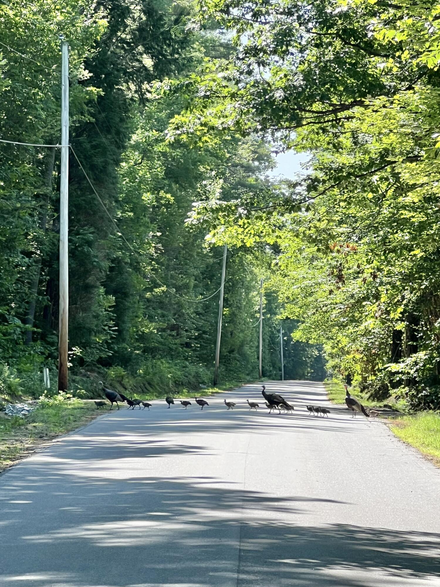 Lot 12 Hawk Mountain Road