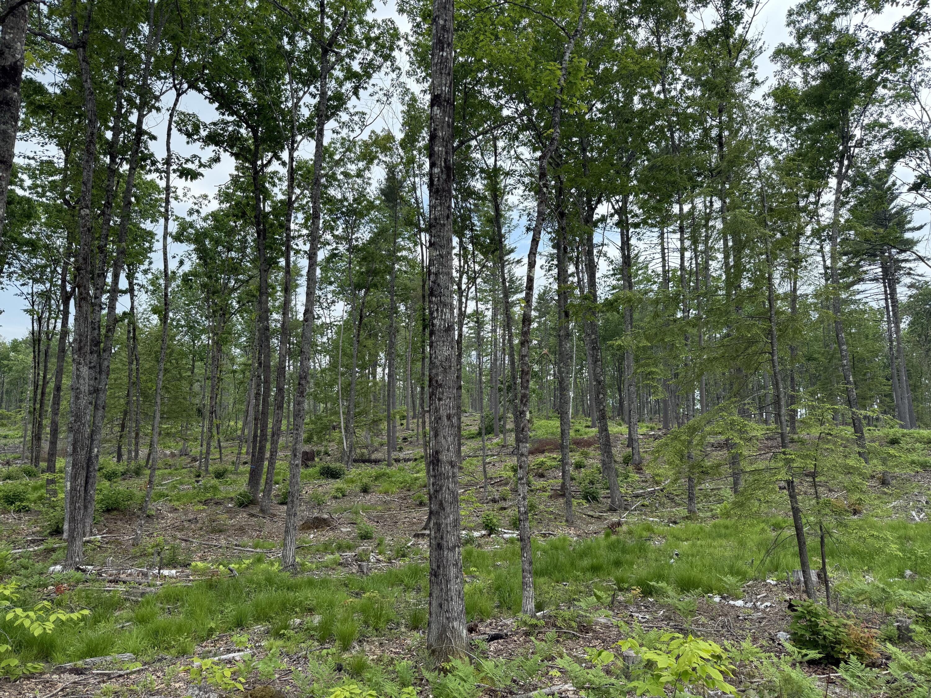 Lot 3 Isaac Stevens Road