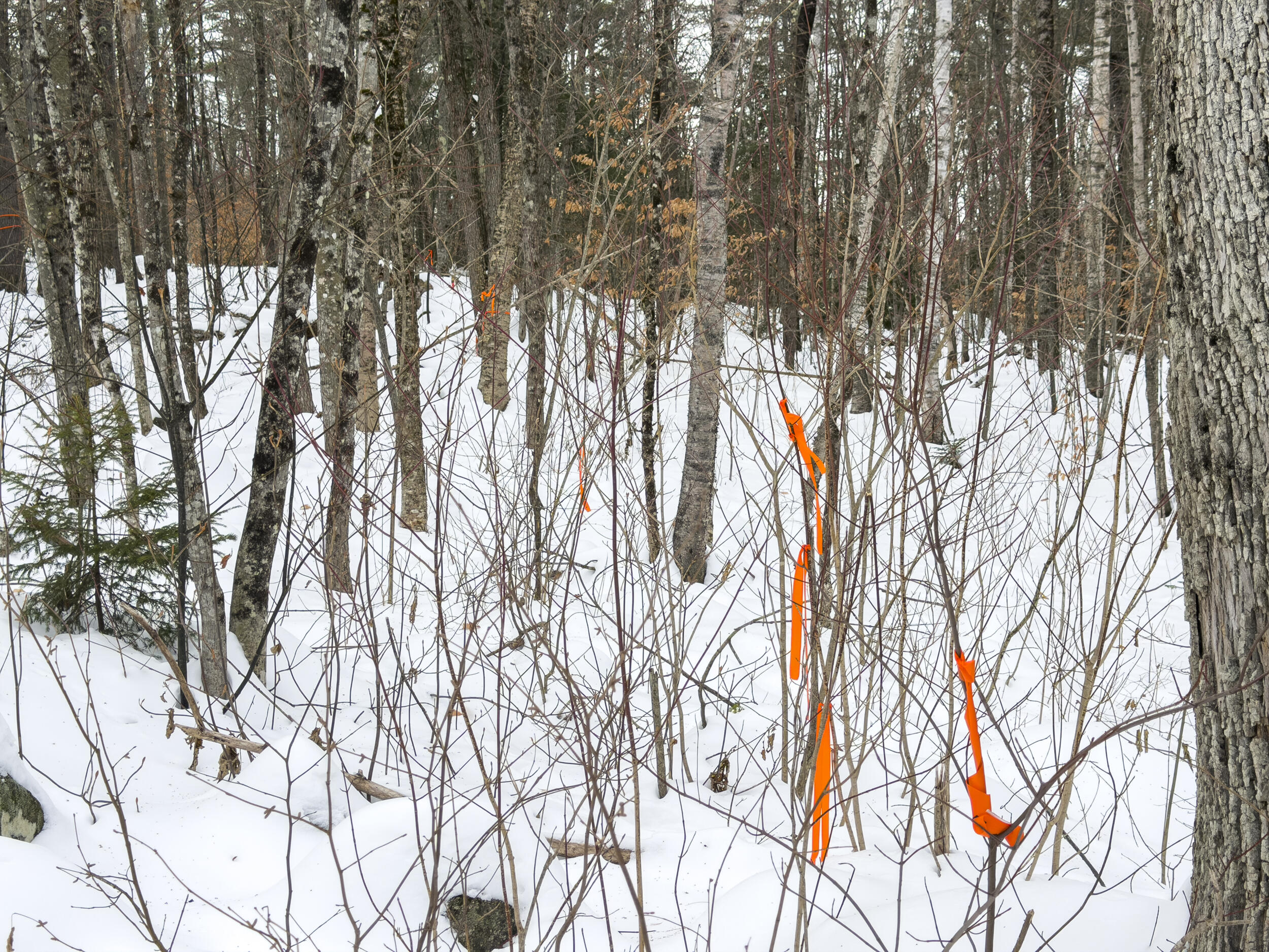 20 Virginia Lake Road