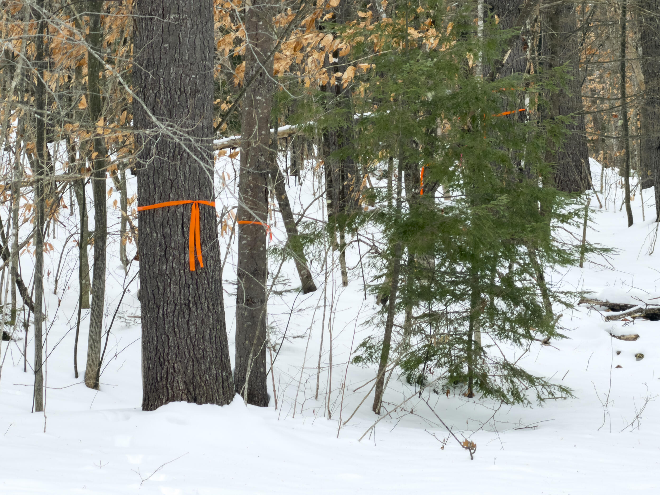 20 Virginia Lake Road