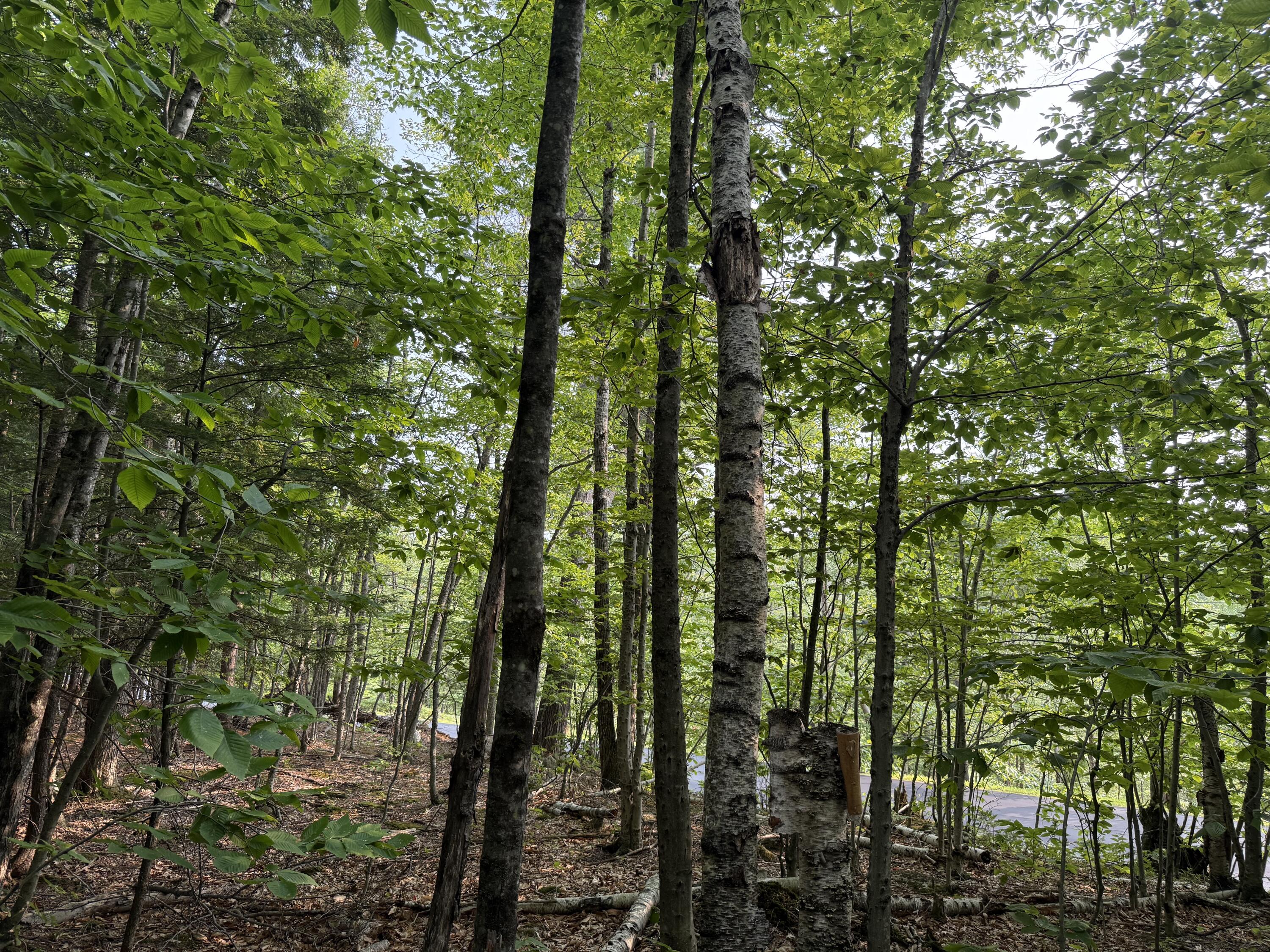 Lot 15-3A Sweden Road