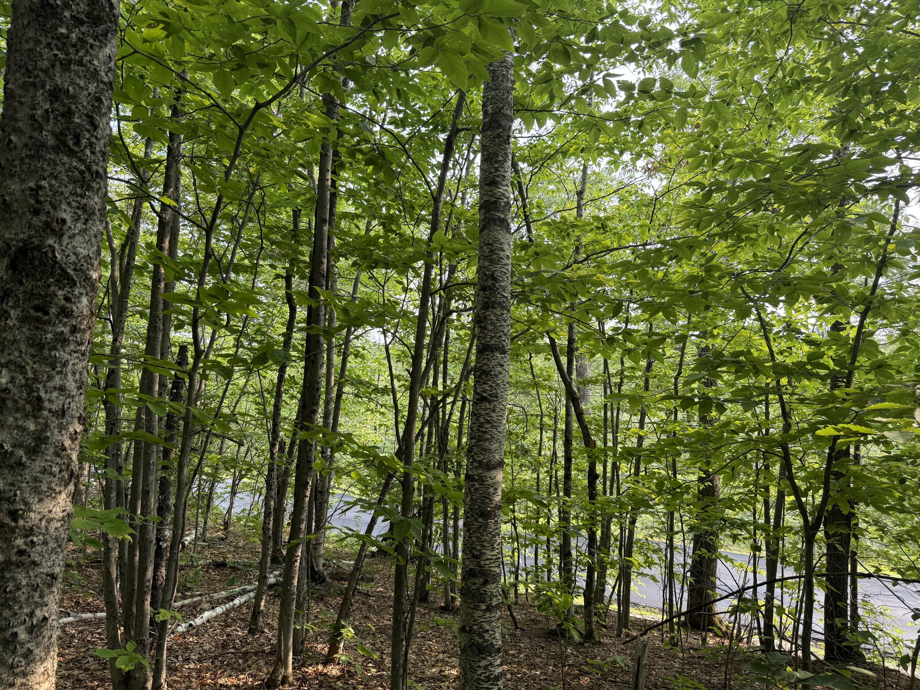 Lot 15-3B Sweden Road