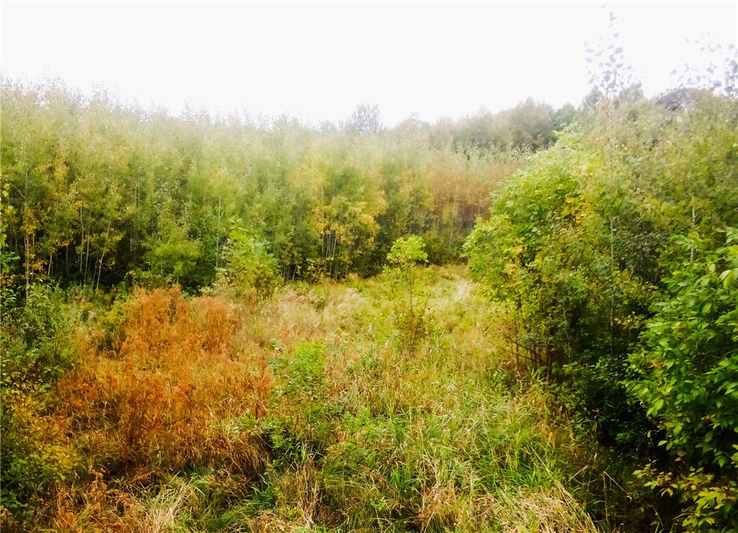 N2097 Sheep Camp Road