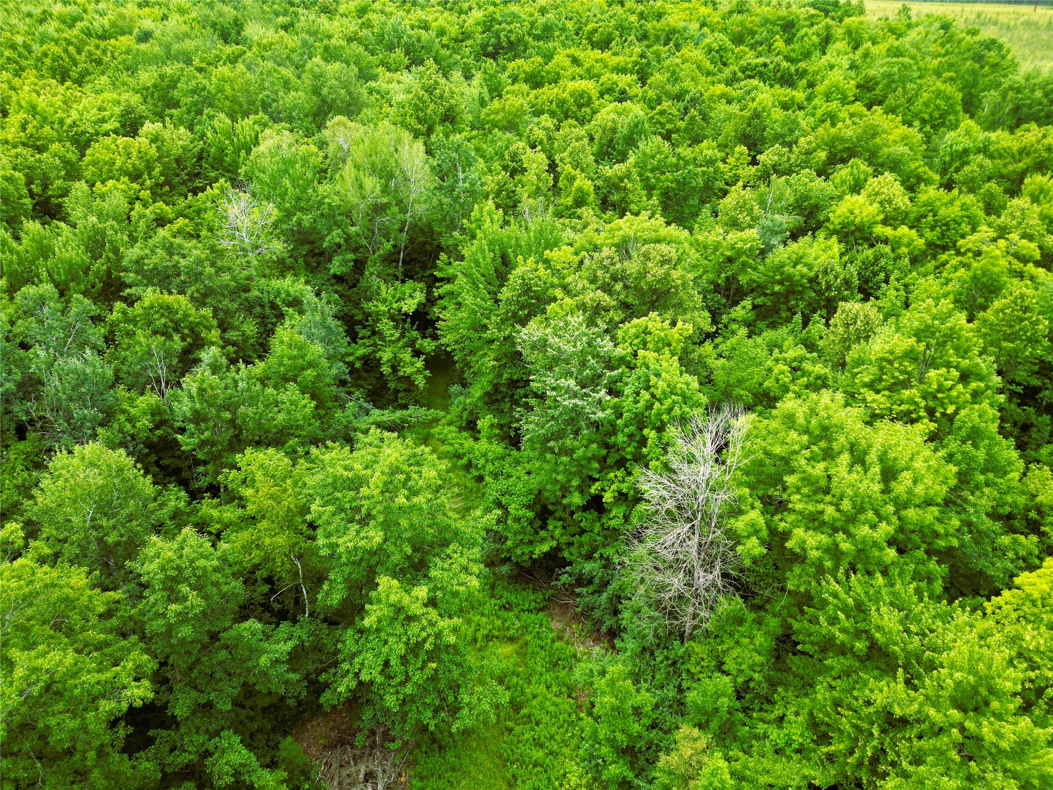 96+ Acres on White Birch Ridge Road