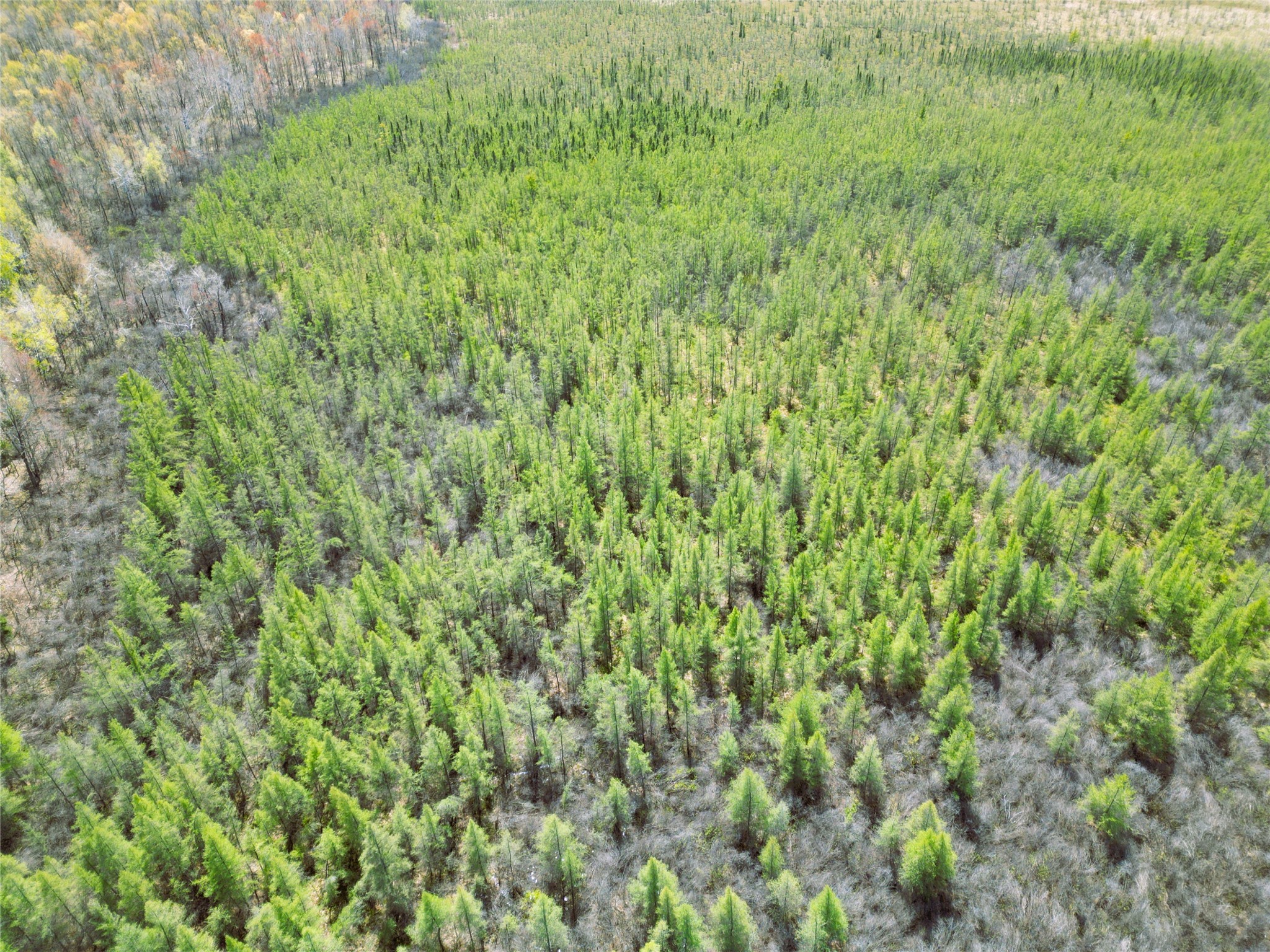 96+ Acres on White Birch Ridge Road