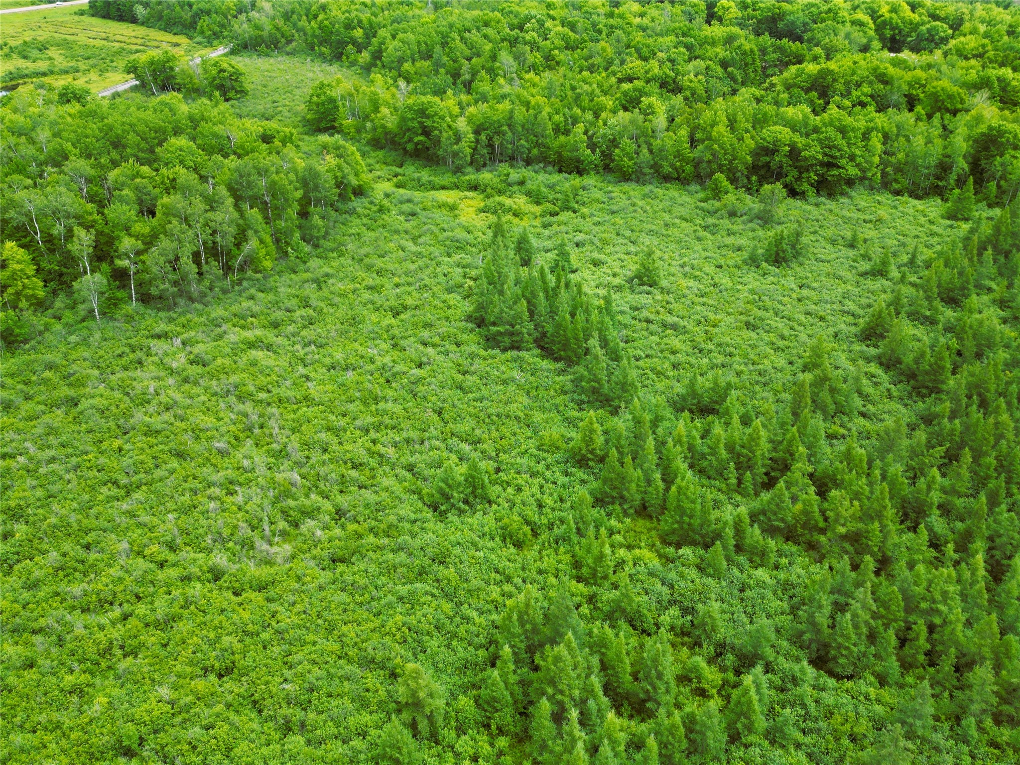 96+ Acres on White Birch Ridge Road