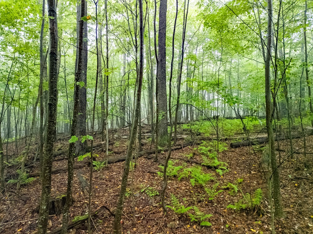 00 Rausch Road
