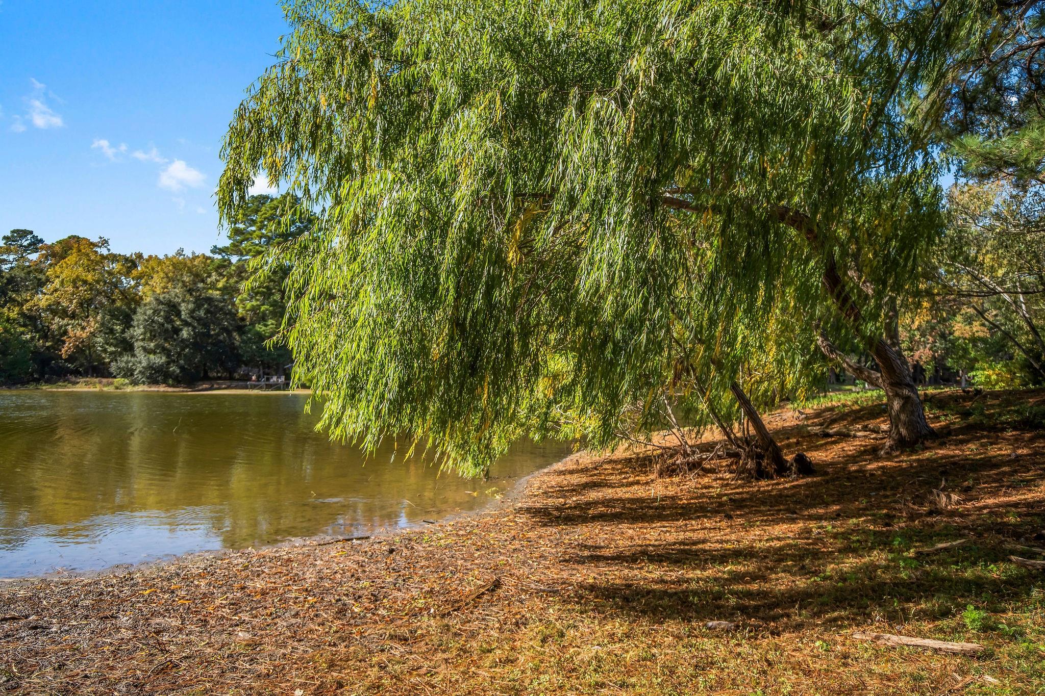 Riverbank beneath a large weeping tree, with a leafy shoreline and calm water.