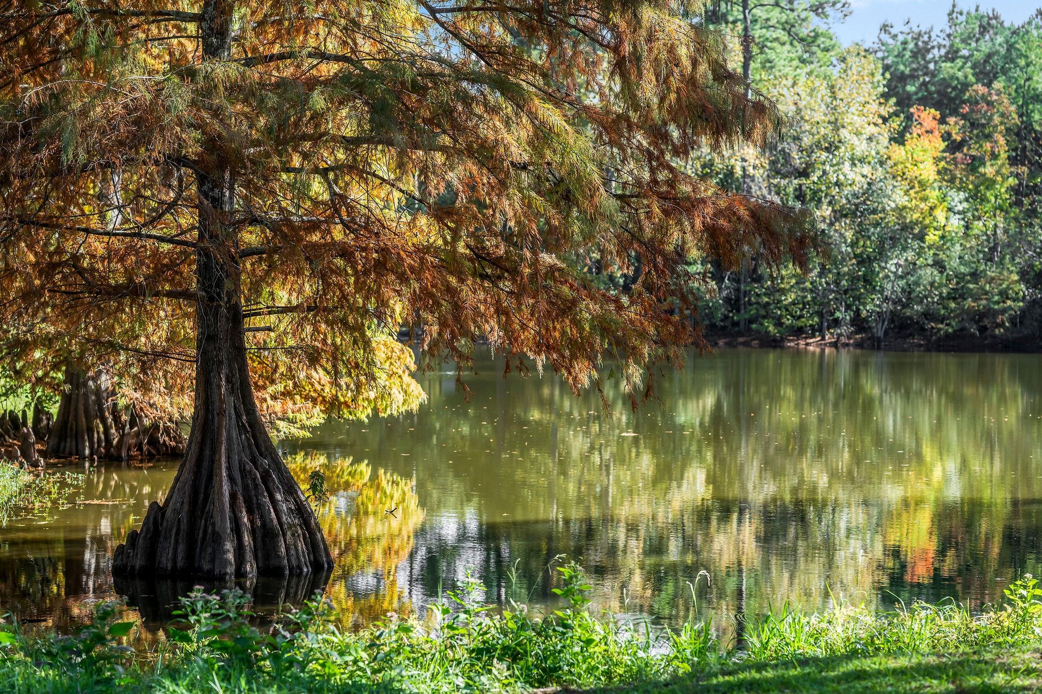 Quiet pond bordered by autumn-colored cypress trees, with a large cypress trunk rising from the water.
