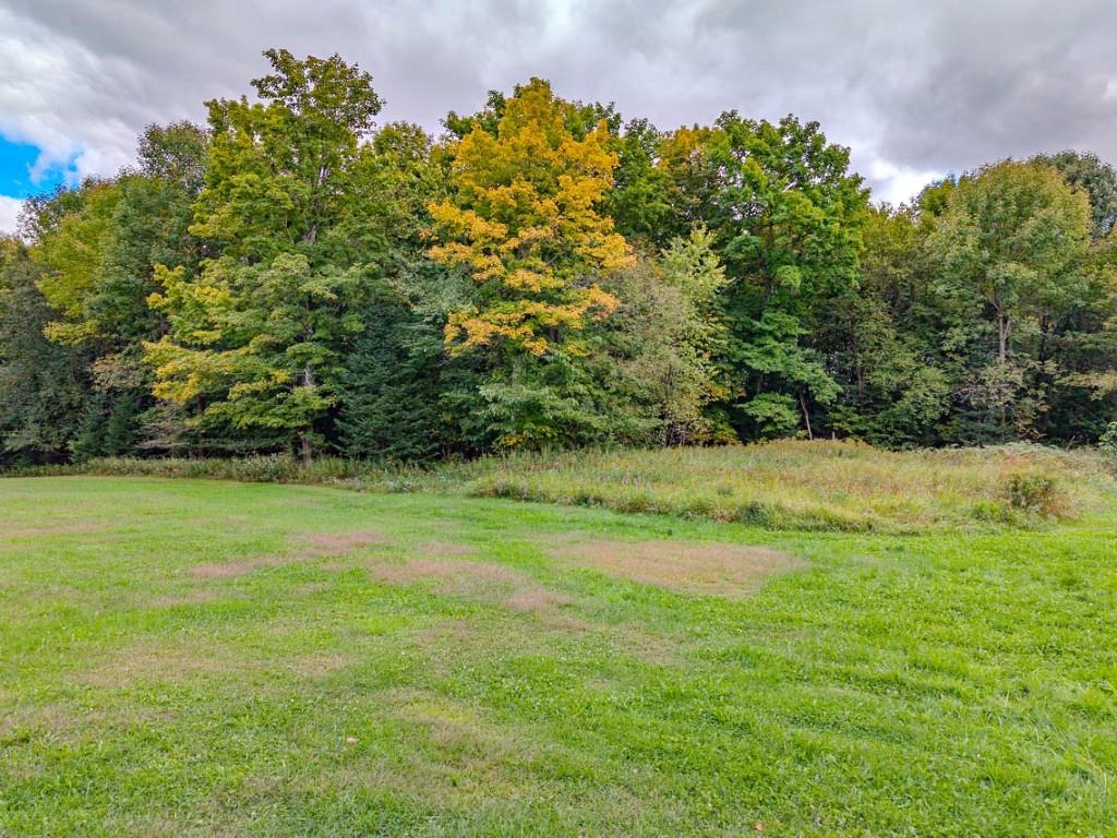 Grassy clearing bordered by dense trees with yellow autumn foliage.