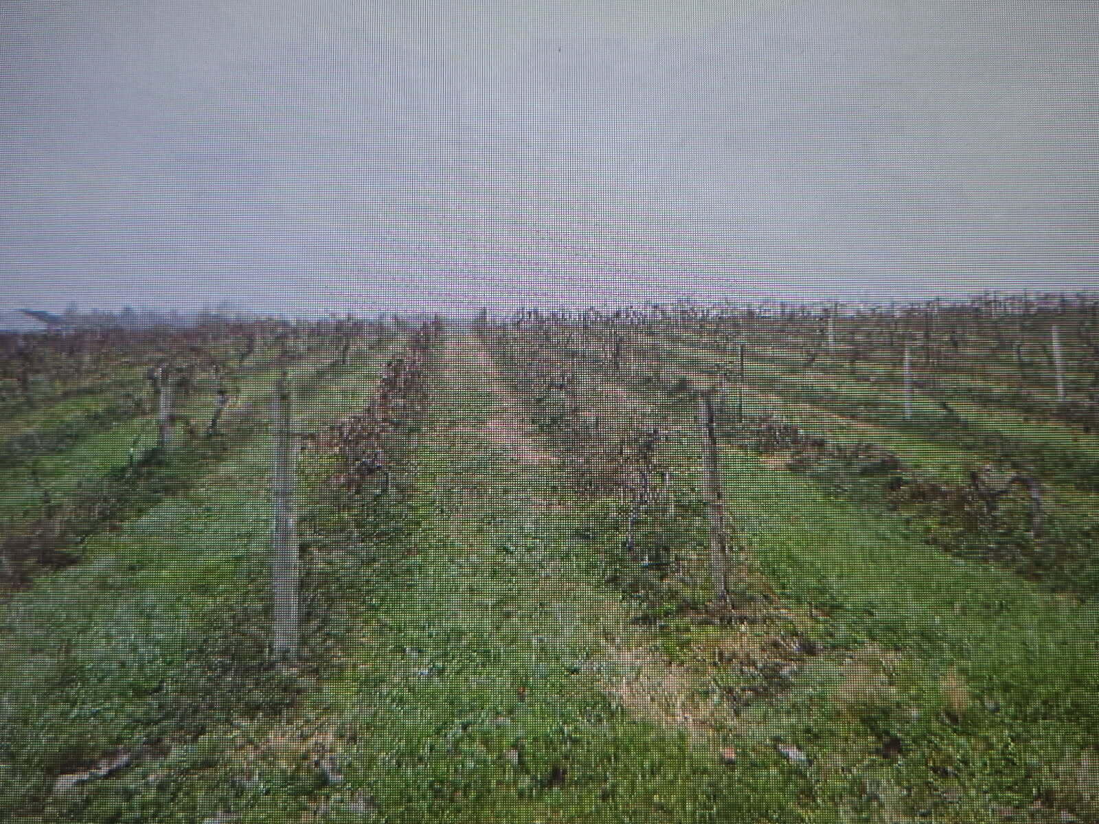 V/L Lauren Lane, St. Joseph