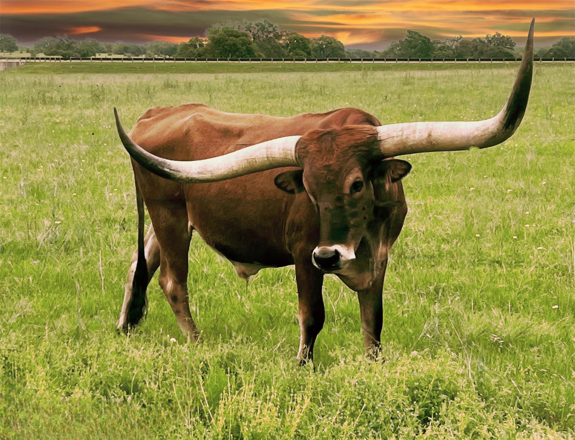 170 Night Wrangler LN