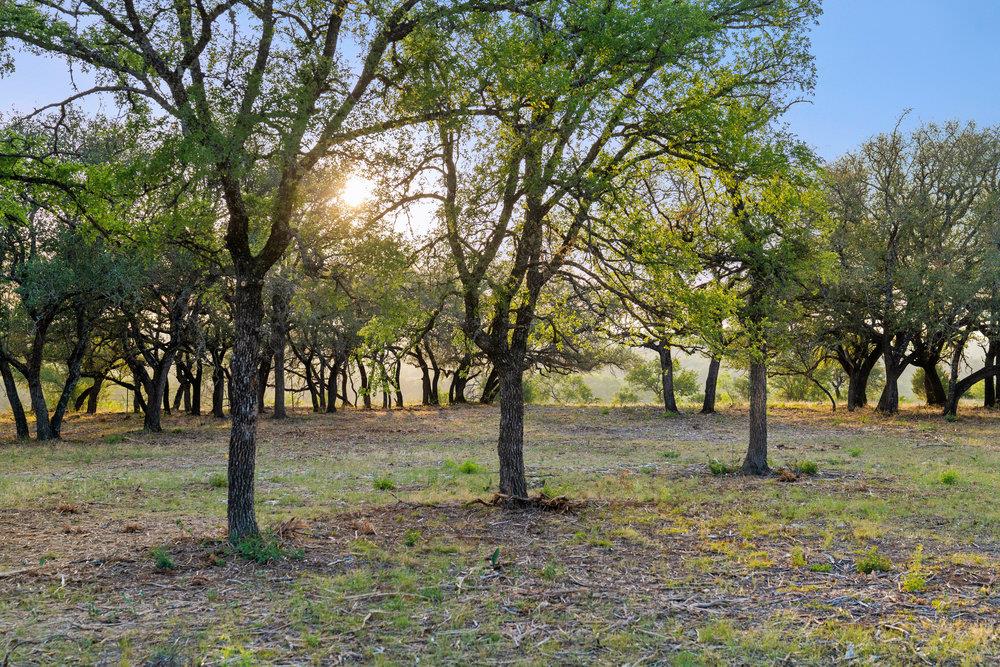 TBD Pedernales Canyon Trail