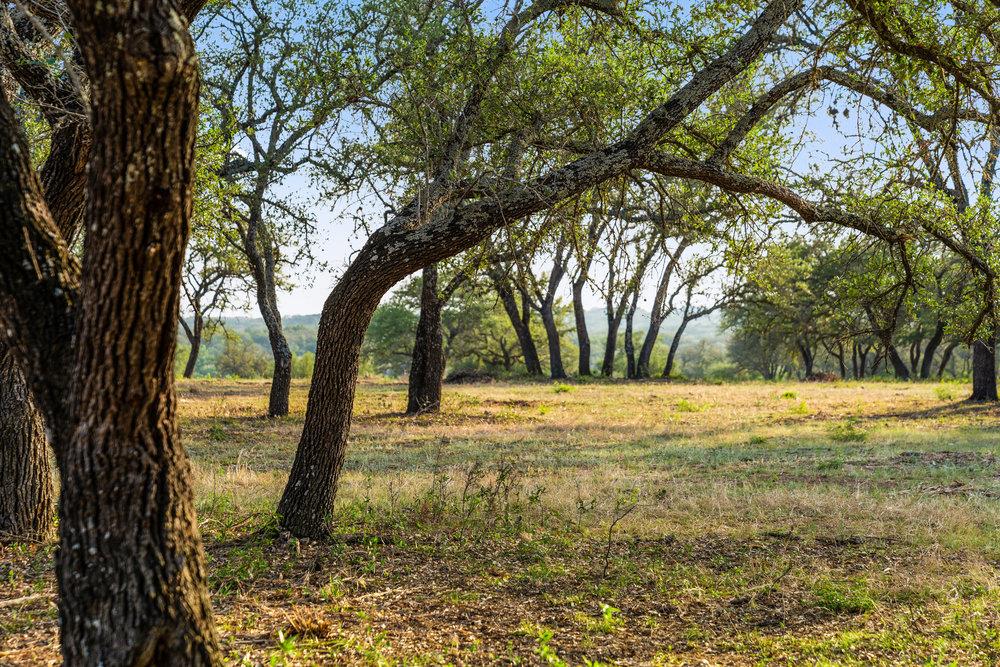TBD Pedernales Canyon Trail