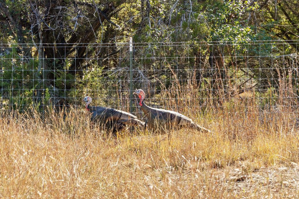 3550 Bell Springs DR