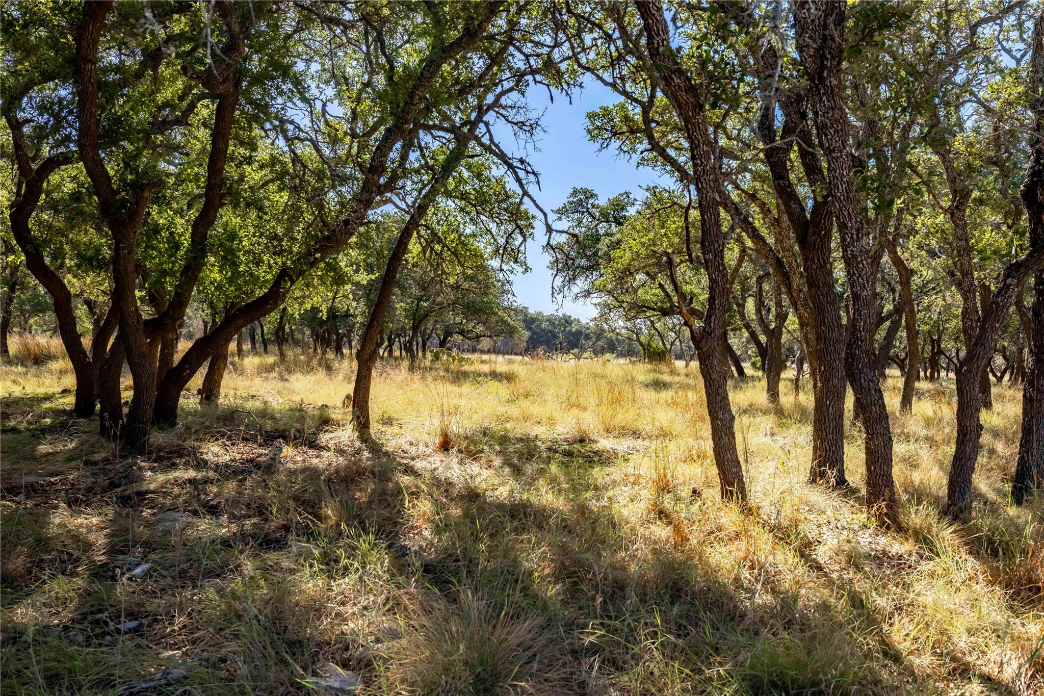 TBD Legacy Oaks DR