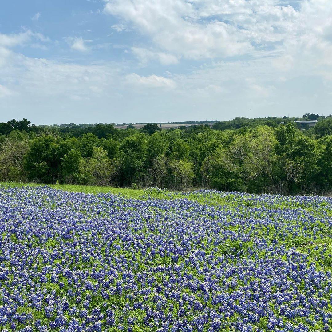 9801 Petrichor BLVD, Manor