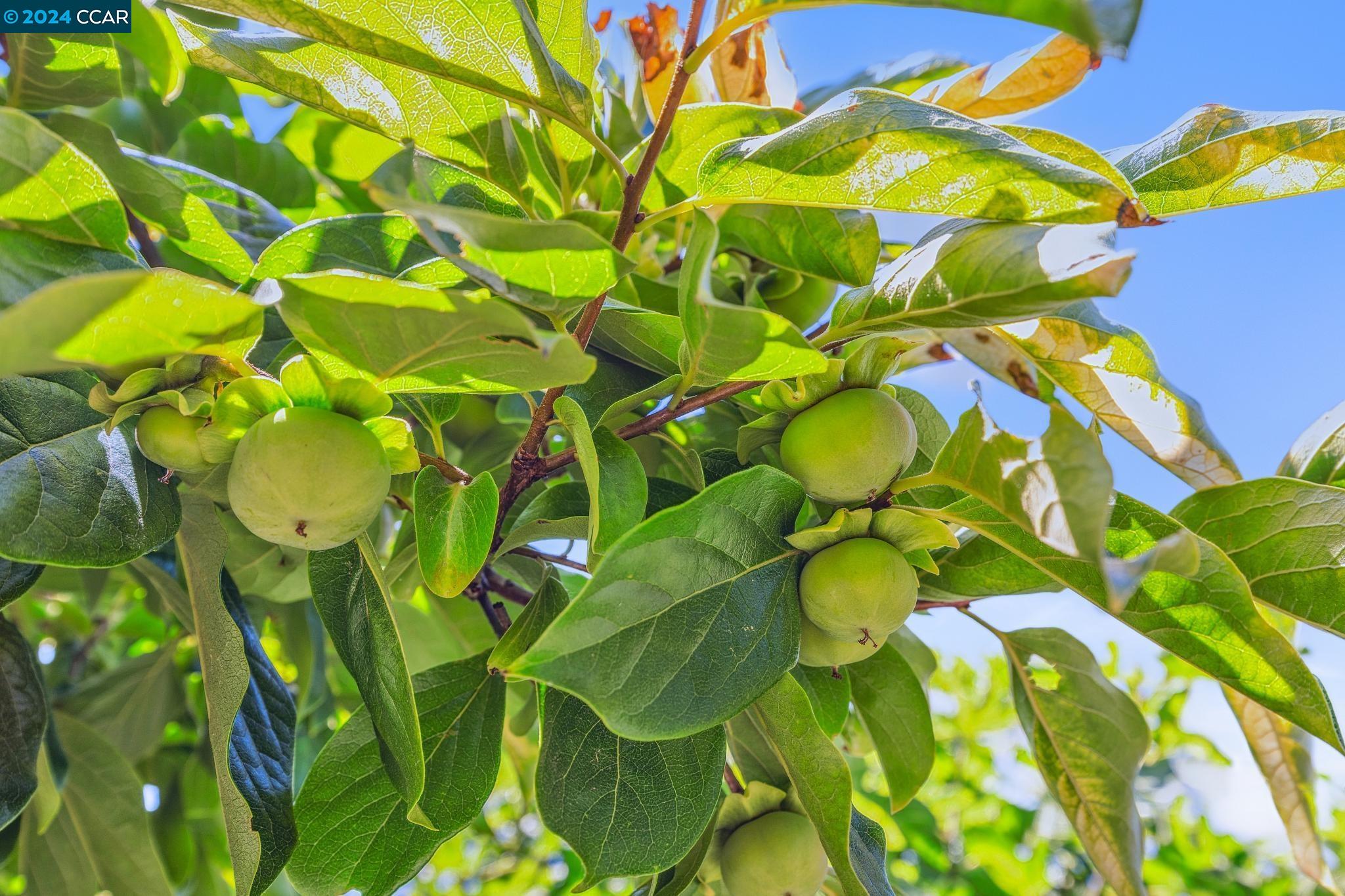 3686 Oak Creek Court