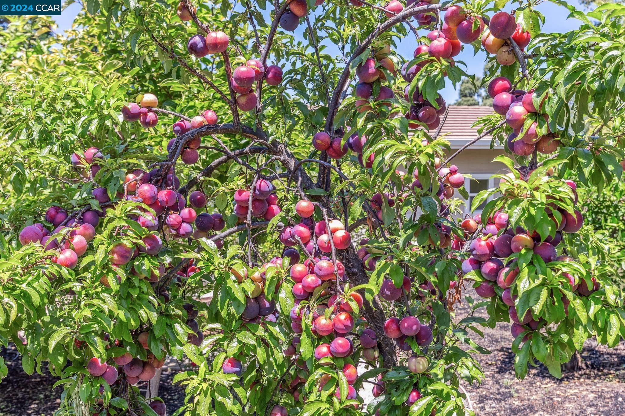 3686 Oak Creek Court