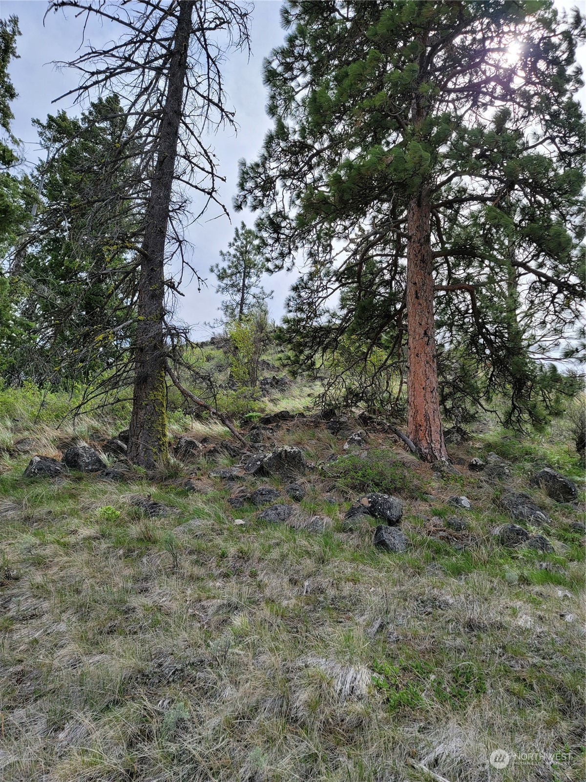 98 Tyee View Loop RD