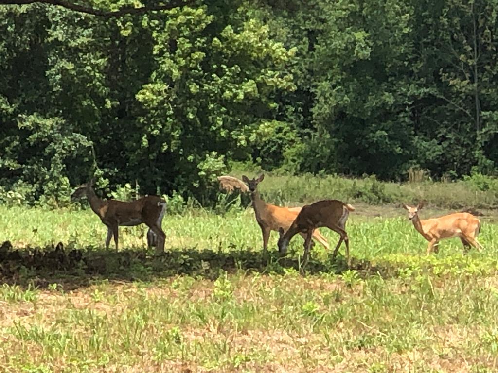 2348 County Road 3215, DeKalb