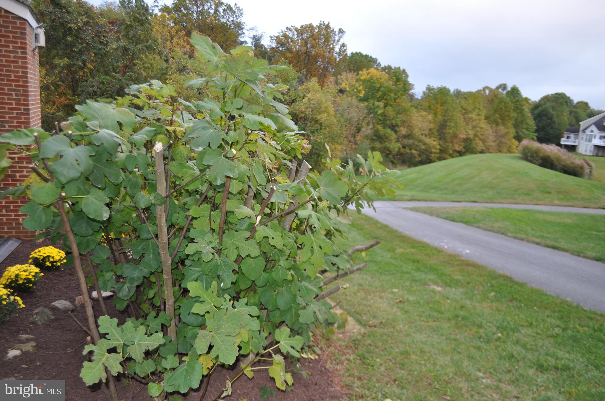 719 SUMMER WALK DRIVE