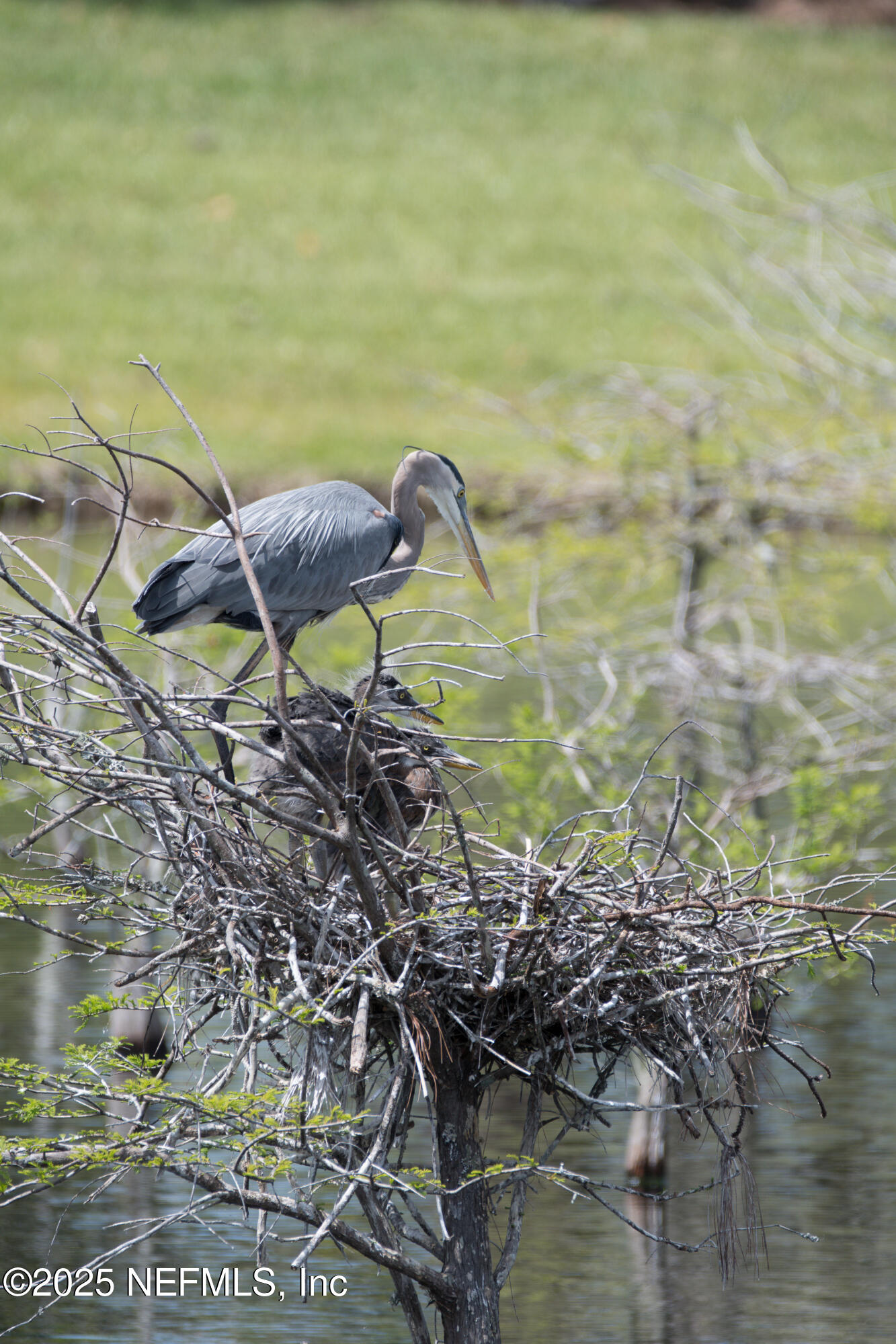 12939 PLANTERS CREEK Circle S