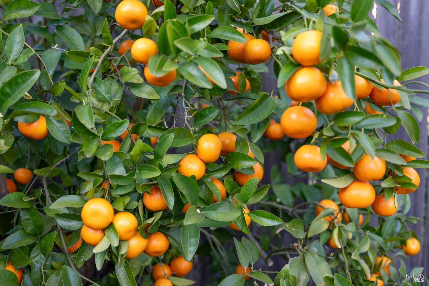 1316 Sulphur Springs Avenue, St. Helena