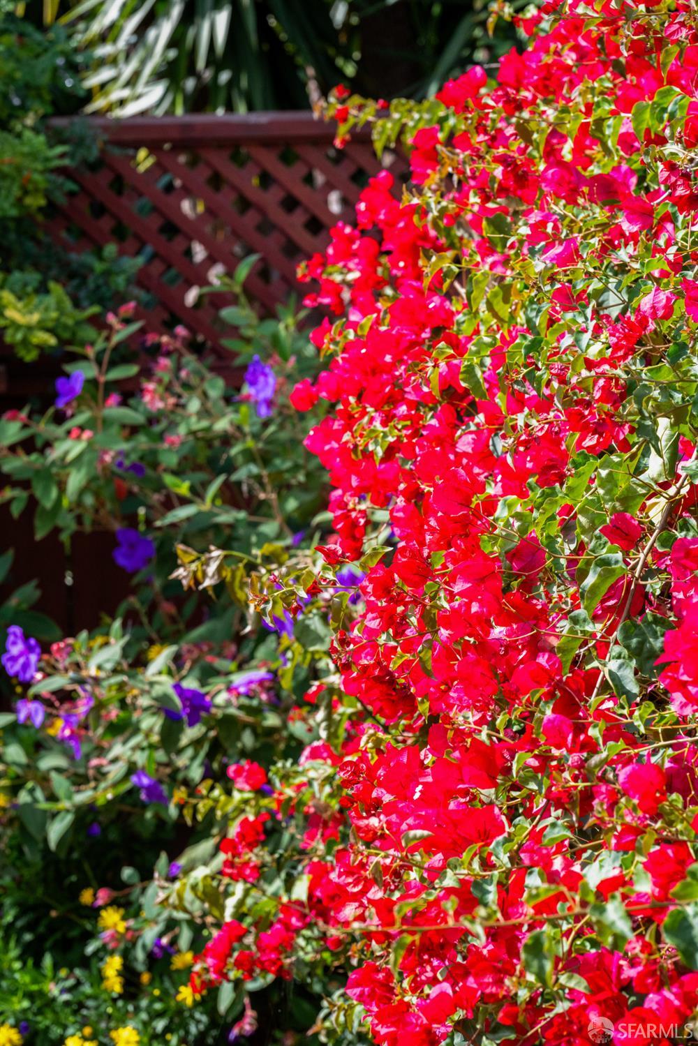 309 Steiner Street # D